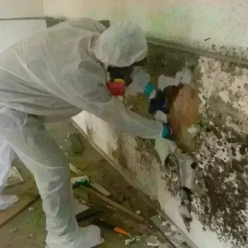 Mold Remediation and Removal in Grady County, GA